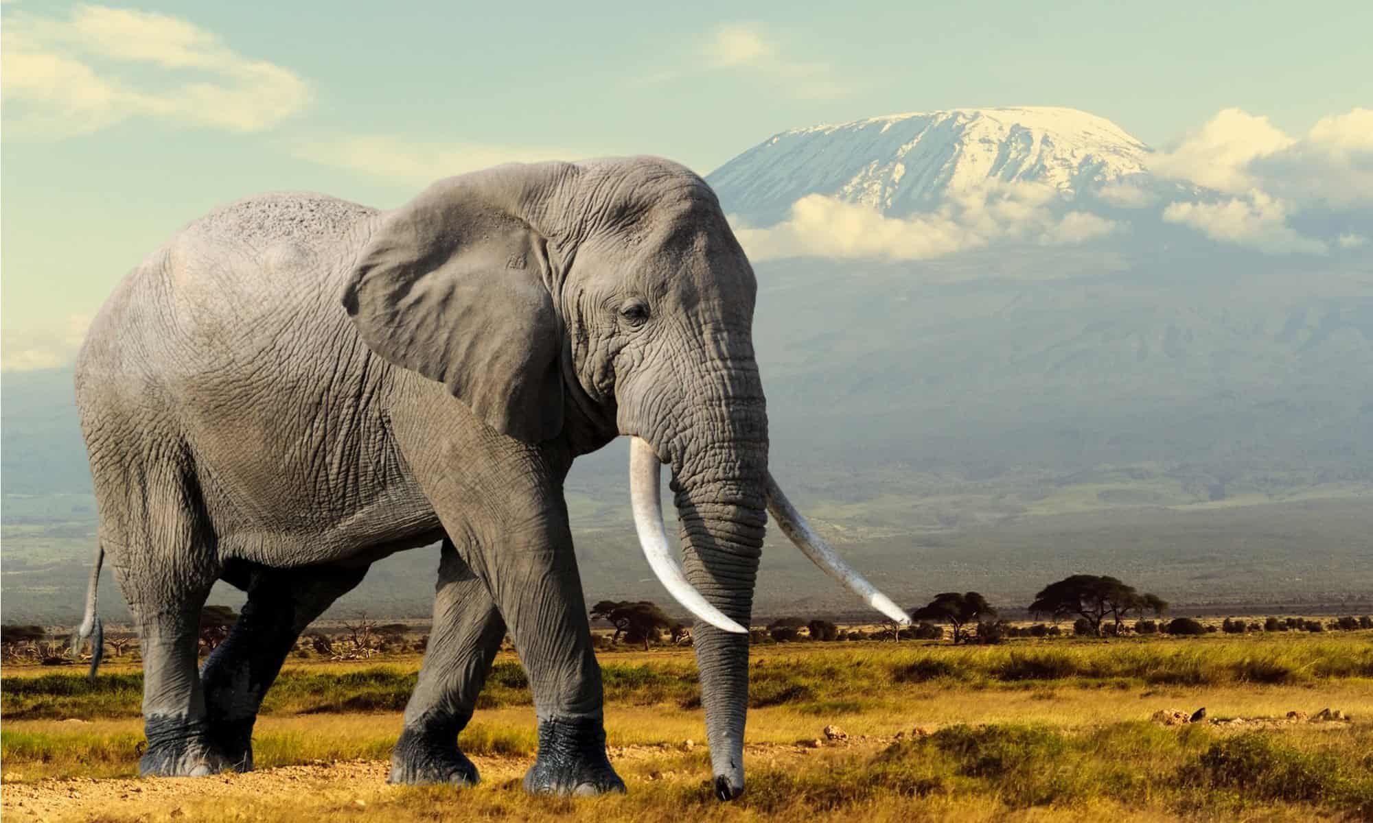African Bush Elephant 1 