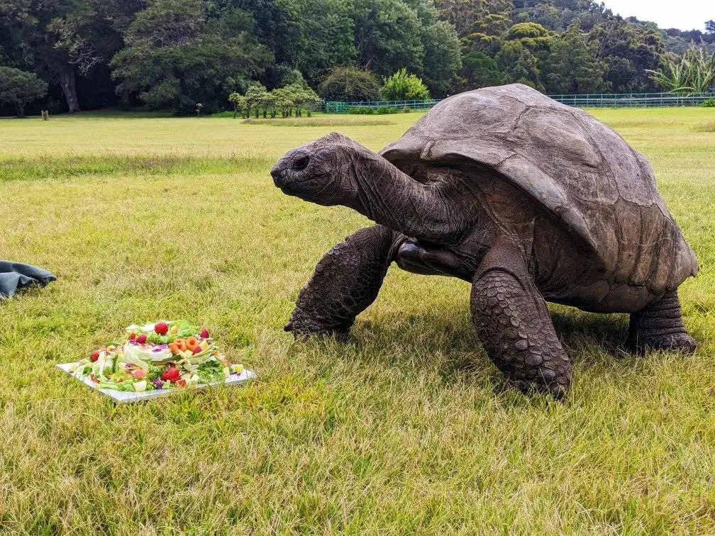 Jonathan the Giant Tortoise Reaches a Milestone: Celebrates 190th ...