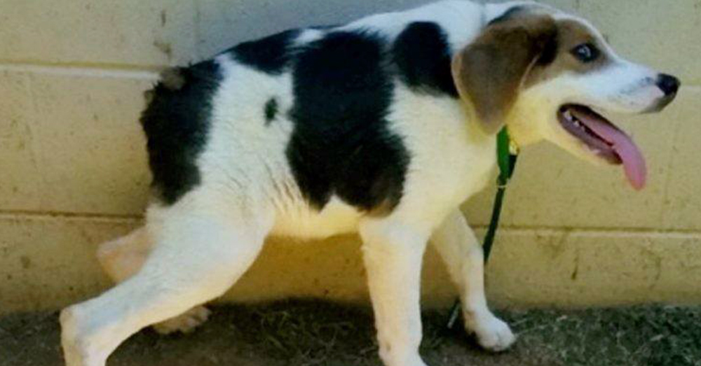 Inspiring Tale: Dog Born Without Neck Defies Odds To Lead A Fulfilling Life