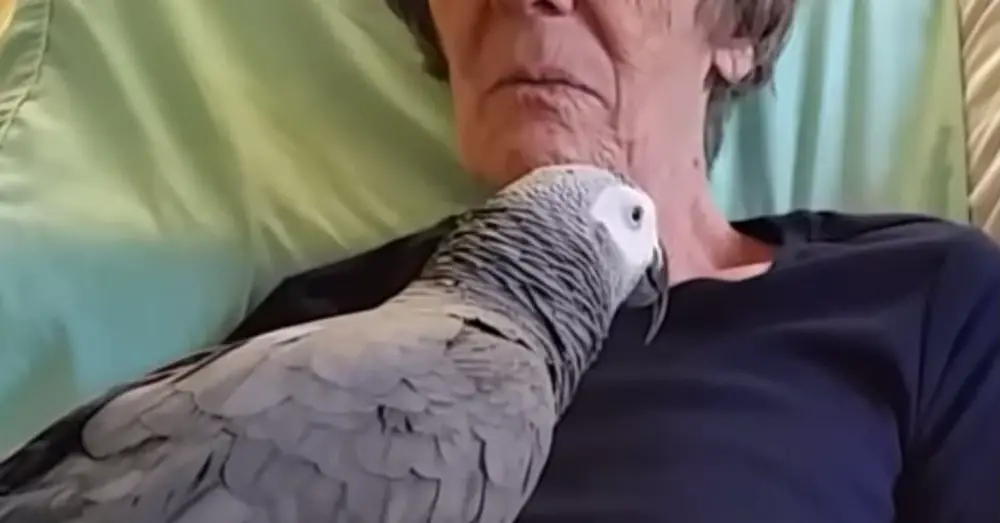 Dying Woman Says Goodbye To Her Pet Parrot, But Its Chilling Response Leaves A Lasting Impression