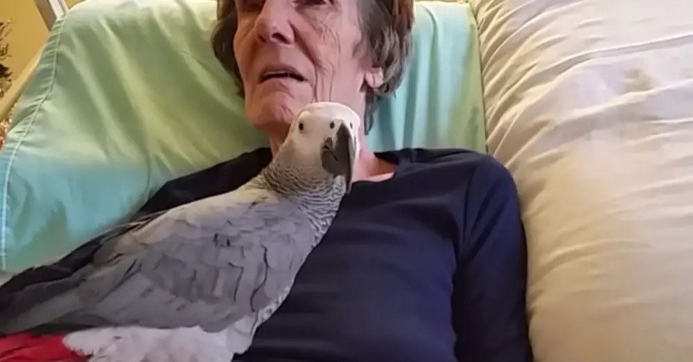 Dying Woman Says Goodbye To Her Pet Parrot, But Its Chilling Response Leaves A Lasting Impression