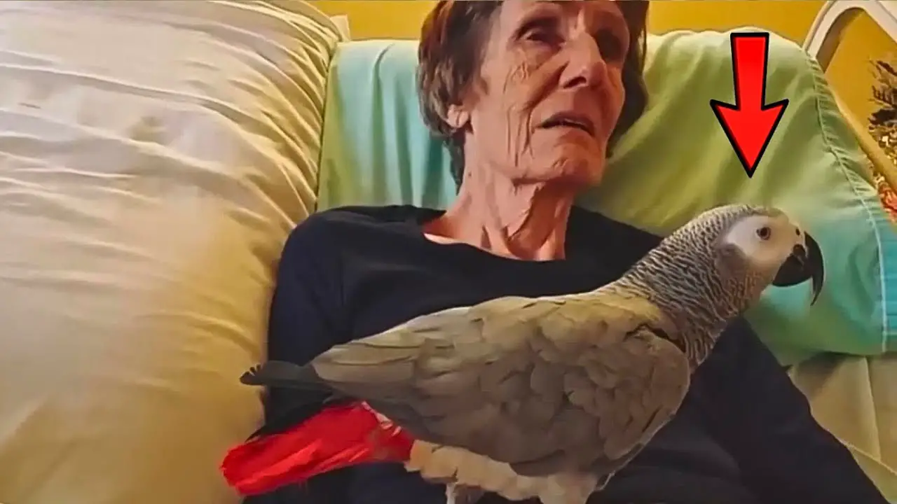 Dying Woman Says Goodbye To Her Pet Parrot, But Its Chilling Response Leaves A Lasting Impression