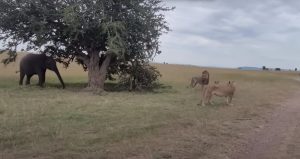 Witness The Fascinating Encounter As A Young Elephant Confronts A Pride Of 12+ Lions