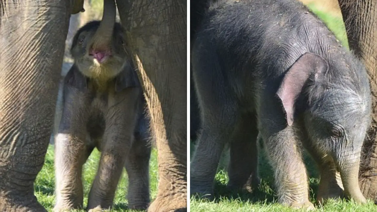 Historic Historic Elephant Pregnancy: British Zoo Welcomes Baby After