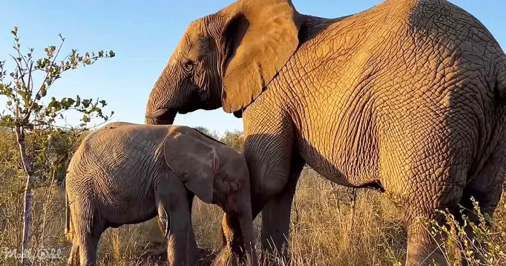 Rare Albino Elephant Forms Special Relationship With Nanny In South 