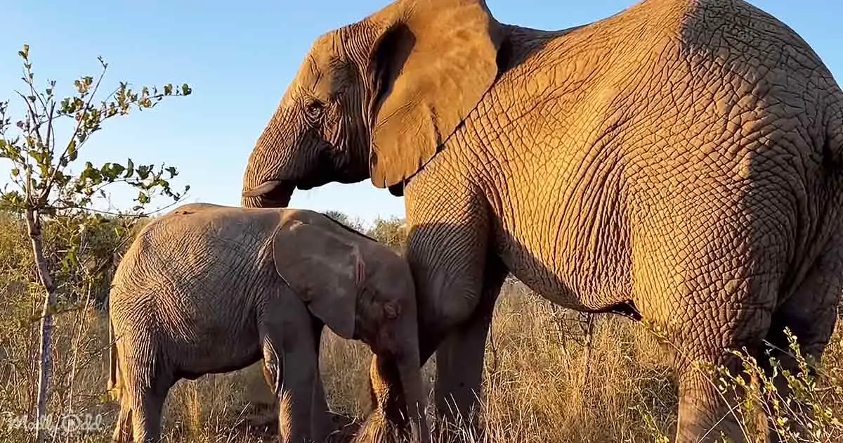 Rare Albino Elephant Forms Special Relationship With Nanny In South ...